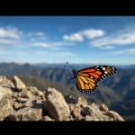 Four wives, two passports and a very elusive butterfly: one woman’s search for her lepidopterist father