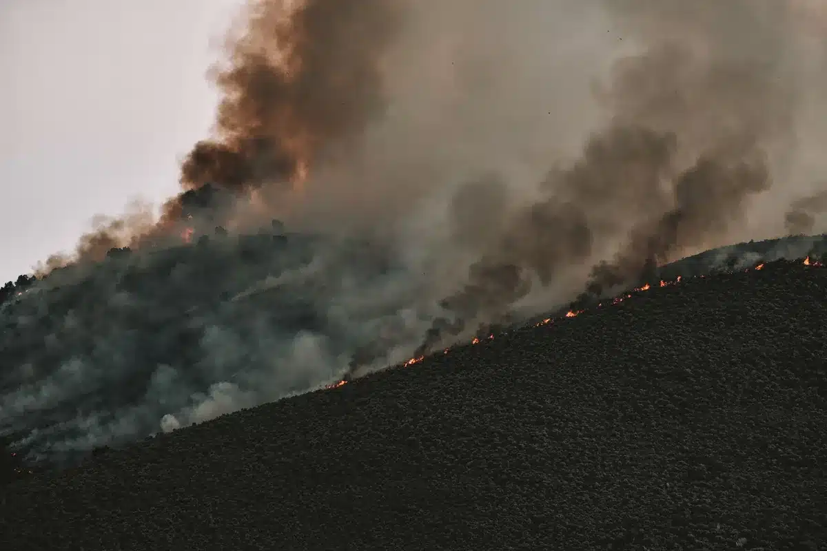 Burned forest area showing environmental damage from deforestation