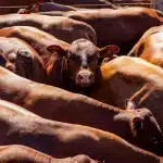 Cattle grazing on deforested Amazon land with forest loss and smoke visible in the background