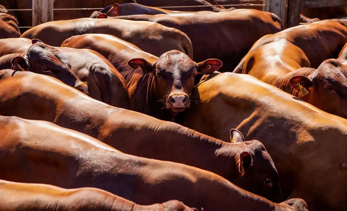 Cattle grazing on deforested Amazon land with forest loss and smoke visible in the background
