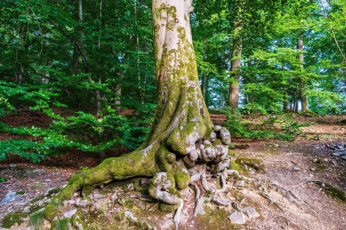 Towering old growth trees in a British Columbia forest ecosystem