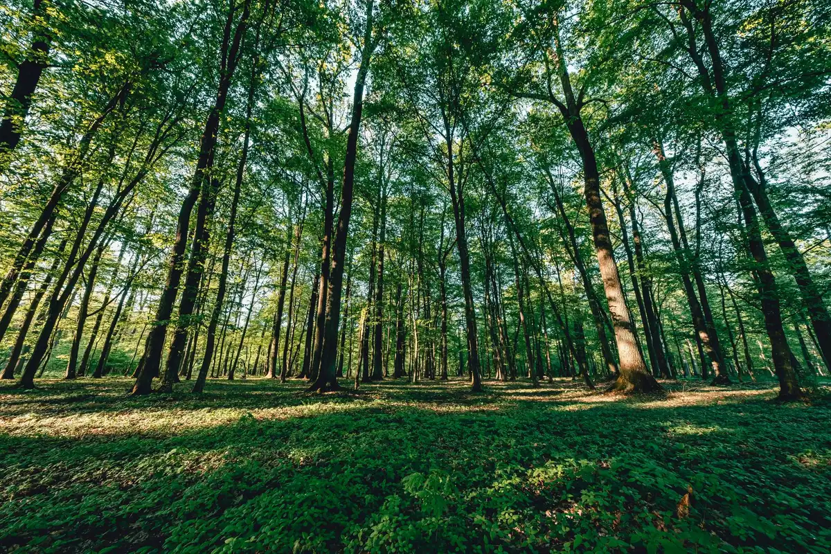 Wildlife and plant species thriving in an undisturbed forest ecosystem