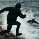 San Diego Man Kicks Protected Sea Lion: Shocking Attack Caught on Video!