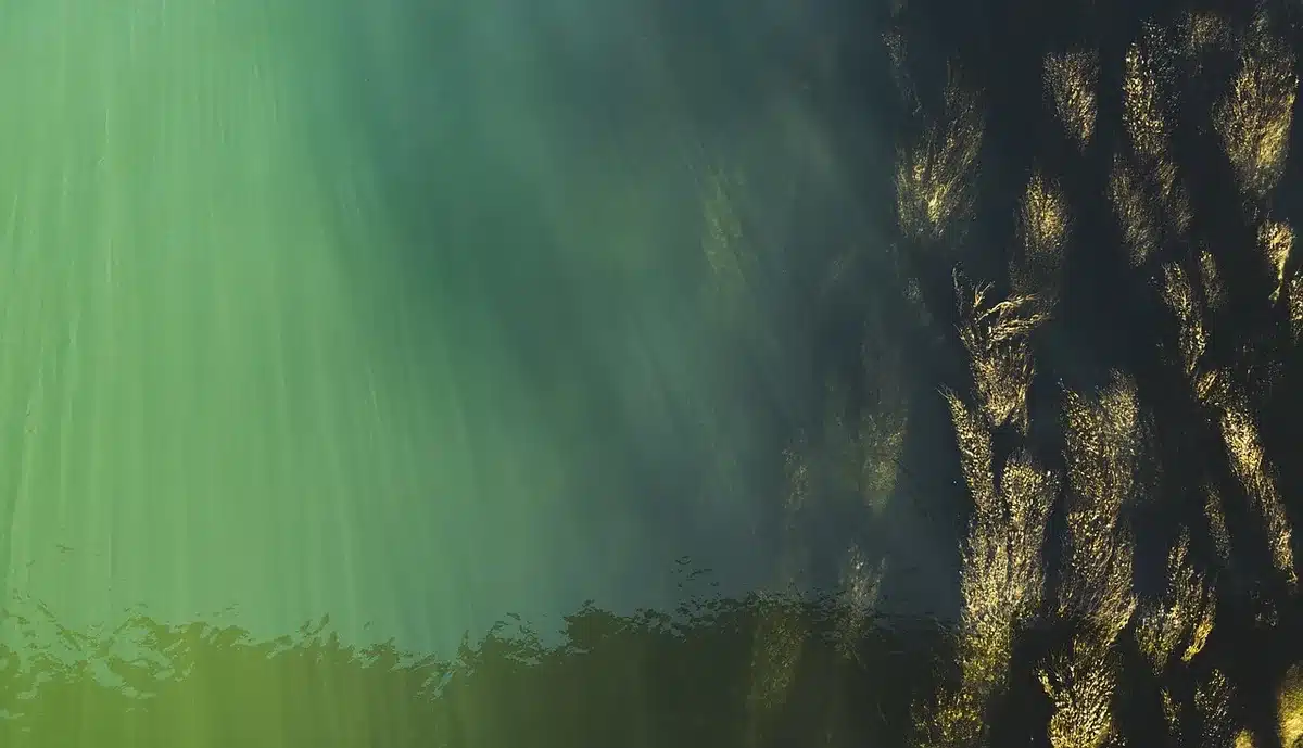 Underwater seagrass meadow with fish in clear coastal waters